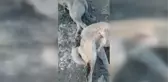 Sahipsiz köpeklerin zehirlendiği iddiasına soruşturma