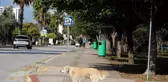 Rektörden kampüs içinde başıboş köpek isyanı