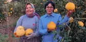 Bu kavun ağaçta yetişiyor! Kilosu 8 lira, 3 özelliğiyle dikkat çekiyor