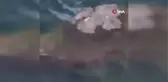 Tuncelide koruma altında bulunan su samuru görüntülendi