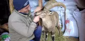 Köpeklerin saldırısından kurtardığı yaban keçisini sevmeye doyamadı