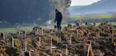Deprem mezarlığında yürek yakan manzara! Mezar taşlarına isim yerine numara yazılıyor