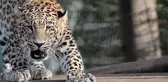 Pakistan'ta şehre inen leopar insanlara saldırdı, ülkede alarm verildi: Evinizden çıkmayın