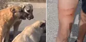 Yer: Batman! Başıboş köpekler okul bahçesinde öğretmene saldırarak yaraladı