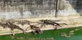 Tayland'da akılalmaz olay! Ölüme terk edilen timsahlar birbirini yedi