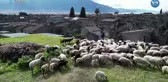 Antik Kenti Zararlı Bitki Örtüsünden Koyunlar Koruyor