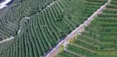Çin'in Leziz Aromasıyla Ünlü Longjing Çayı İçin Hasat Başladı