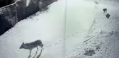Köye inip köpeği telef eden kurtlar böyle görüntülendi