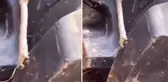 Sosyal medyada hızla paylaşılıyor! Bu canlının ne olduğunu kimse bilmiyor