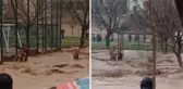 Sele kapılan kızını kurtarıp ağaca sarılarak yardım bekledi