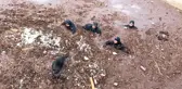 Selde kaybolan hamile kadını ve kızını arama çalışmaları 5'inci günde de sürüyor