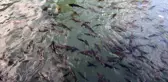 Balıklıgöl'ün balıkları ortaya çıktı