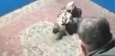 HAYVANLARI KORUMA DERNEĞİNE HOROZ DÖVÜŞÜ BASKINI