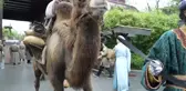 Qingming Festivali'nde Antik Bir Çin Tablosundaki Sahneler Canlandırıldı