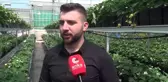 Sinoplu Çilek Üreticisi: 