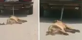 Köpeği araca bağlayıp sürükleyerek öldürdü, yaptığı savunma pes dedirtti