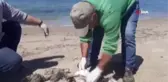 Kuşadası'nda 'yelkovan kuşları' telef olmuş halde bulundu