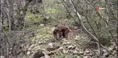Munzur Vadisi'nde yeşeren otlarla beslenen bozayı böyle görüntülendi