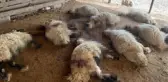 Başıboş köpekler ahırdaki 19 kuzuyu telef etti