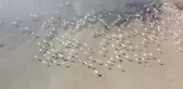Yozgat'ın Kuş Cenneti Gelingüllü Barajı, Flamingolar Başta Olmak Üzere Göçmen Kuşlarla Doldu
