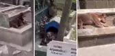 Yer: İstanbul! Şehit Mezarlığı adeta köpek sürülerine terk edildi