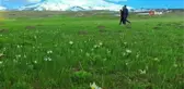 Süphan Dağı etekleri kardelenlerle süslendi