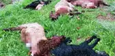 Kurt sürüsü ahıra daldı, geride bıraktıkları zayiat çok ağır