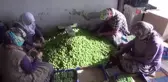 Can eriğinin kilosu 20 ile 100 lira arasında değişiyor