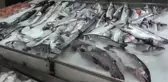 Balık tezgahlarını havuz balıkları süslüyor