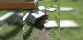Aç kalan ayı arı kovanlarını parçaladı