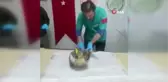 Tedavi edilen Kızıl Şahin Kazdağları'na salındı