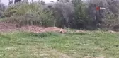 Aydın'da leylek sayımları tamamlandı