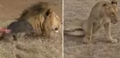 Avını paylaşmak istemeyen erkek aslan, dişi aslanın hayatını kararttı
