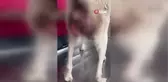 Gelibolu'da kanserli sokak köpeğinin yardımına hayvanseverler koştu