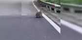 Tayvan'da maymun kedi yavrusunu kaçırdı