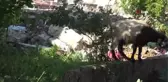 Hatay sokakları keçilere kaldı