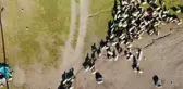 Karlı Süphan Dağı'nın eteklerin kuzu ve koyunların renkli buluşması