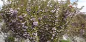 Güzel kokusuyla rengarenk çiçeği ile sakura ağacı