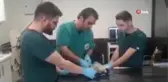 Dünyanın en hızlı kuşu yaralı bulundu