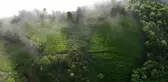 Çin'in Anhui Eyaletindeki Sis Kaplı Çay Tarlasının Muhteşem Manzarası