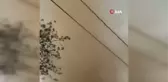 Meksika'da korkutan hortum: 4 ev hasar gördü