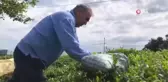 Yaş çay üreticileri bahçelere girmeye başladı