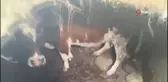 Su deposuna düşen ineği böyle kurtardılar