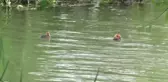 Çin'in Zhejiang Eyaleti Biyoçeşitliliğin Korunmasına Yönelik Önemli Adımlar Atıyor