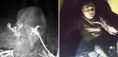 Yaylada uyuduğu çadırın yanına ayı geldi; o anlar kameraya yansıdı