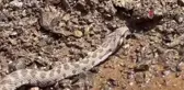 Tunceli'de Ortadoğu ve Orta Asya'da yaşayan Kocabaş Yılanı görüntülendi