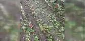 Dolu kiraz ve kayısı bahçelerini vurdu