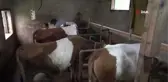 Emekli öğretmen 12 yıllık çalışmayla yeni bir büyükbaş hayvan türü elde etti