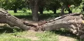 Asırlık dut ağacı ortadan ikiye ayrılıp devrildi