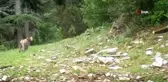 Anadolu Leoparı Yeniden Görüntülendi